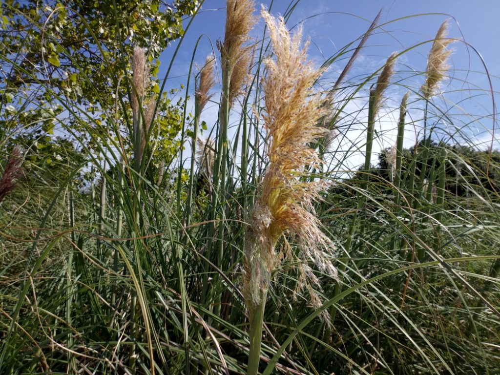 Imagen de una planta cortaderia selloana