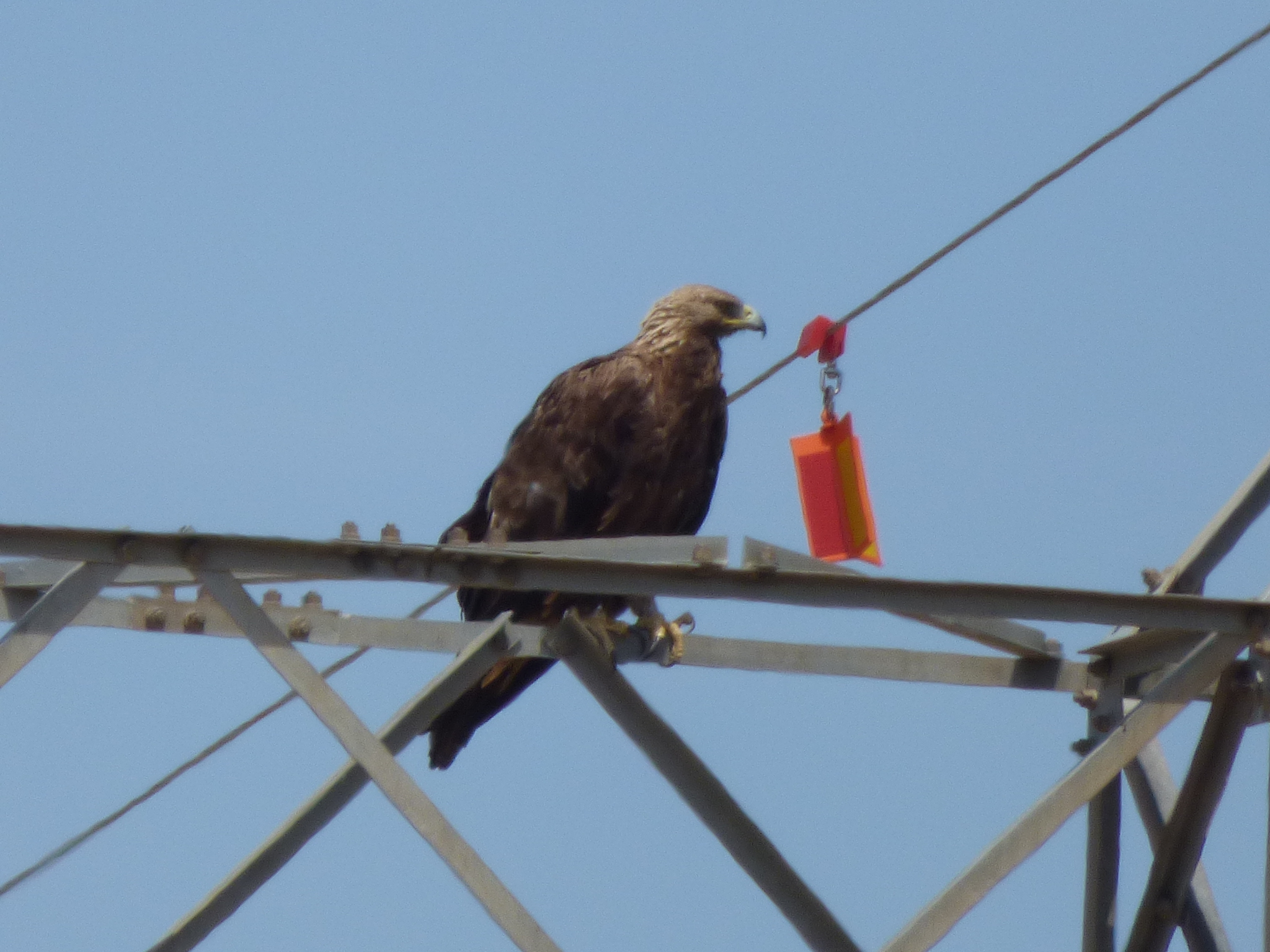 Luna, a radio-monitored Golden eagle that uses Red Eléctrica towers.