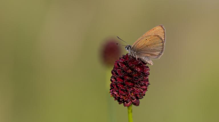 Mariposa hormigonera