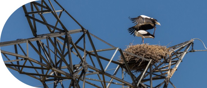 Cigüeña en nido encima de torre eléctrica