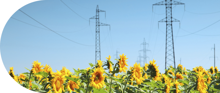 Campo de girasoles con tendido eléctrico encima