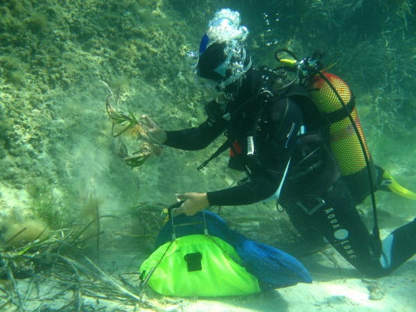 Colecta de posidonia oceanica en Baleares