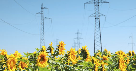 Torres alta tensión con girasoles