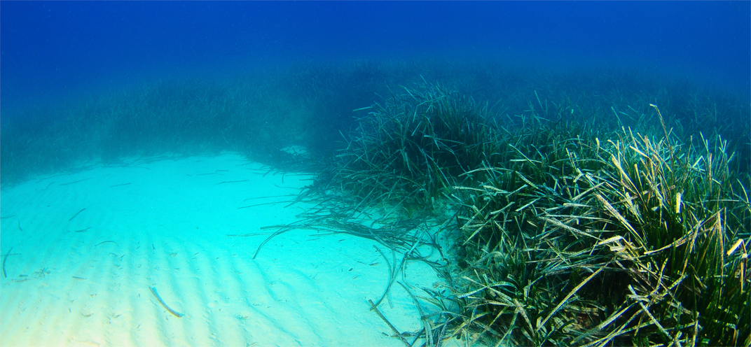 Pradera de posidonia