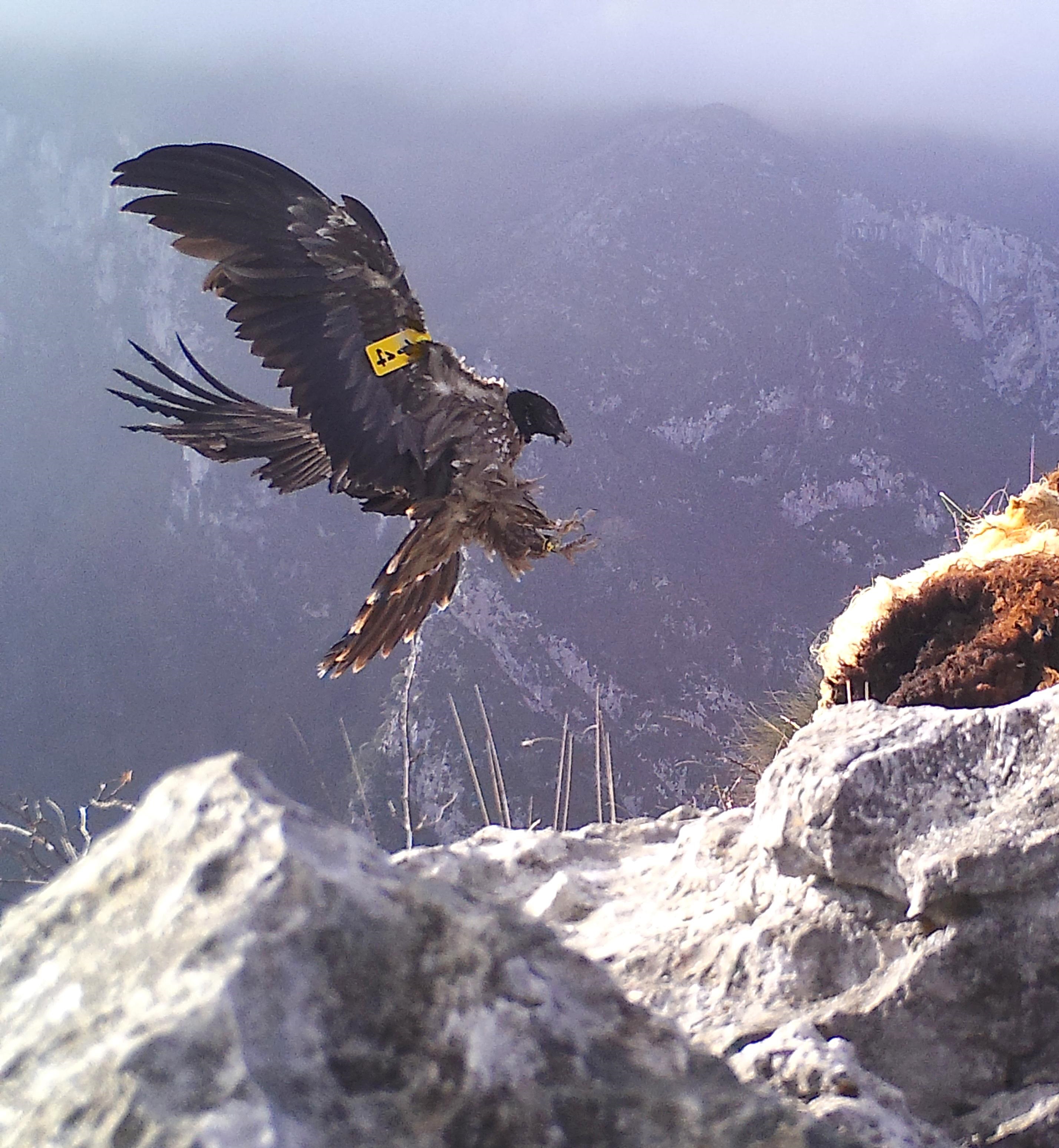 Quebrantahuesos volando