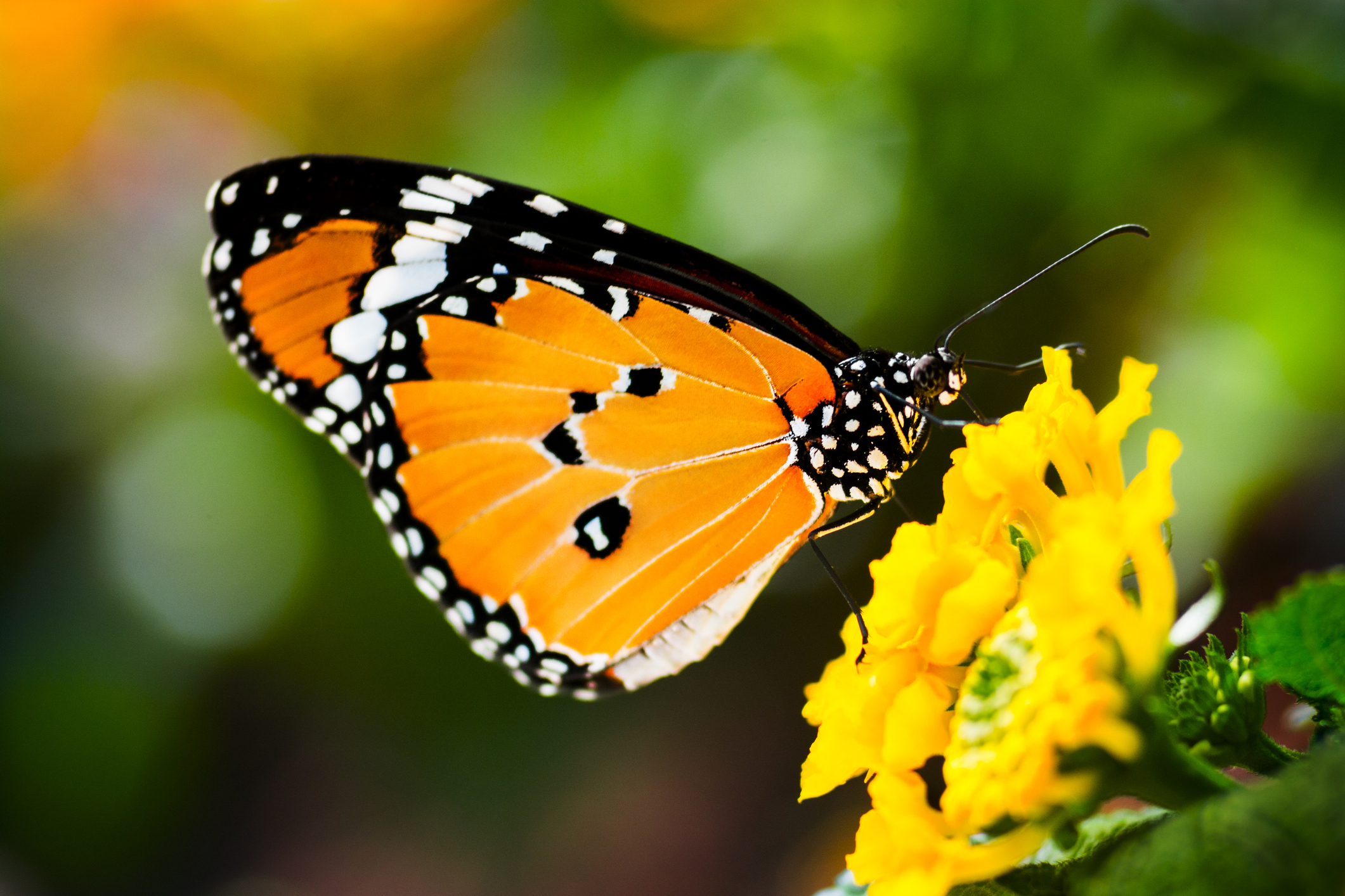 Mariposa posada sobre una flor