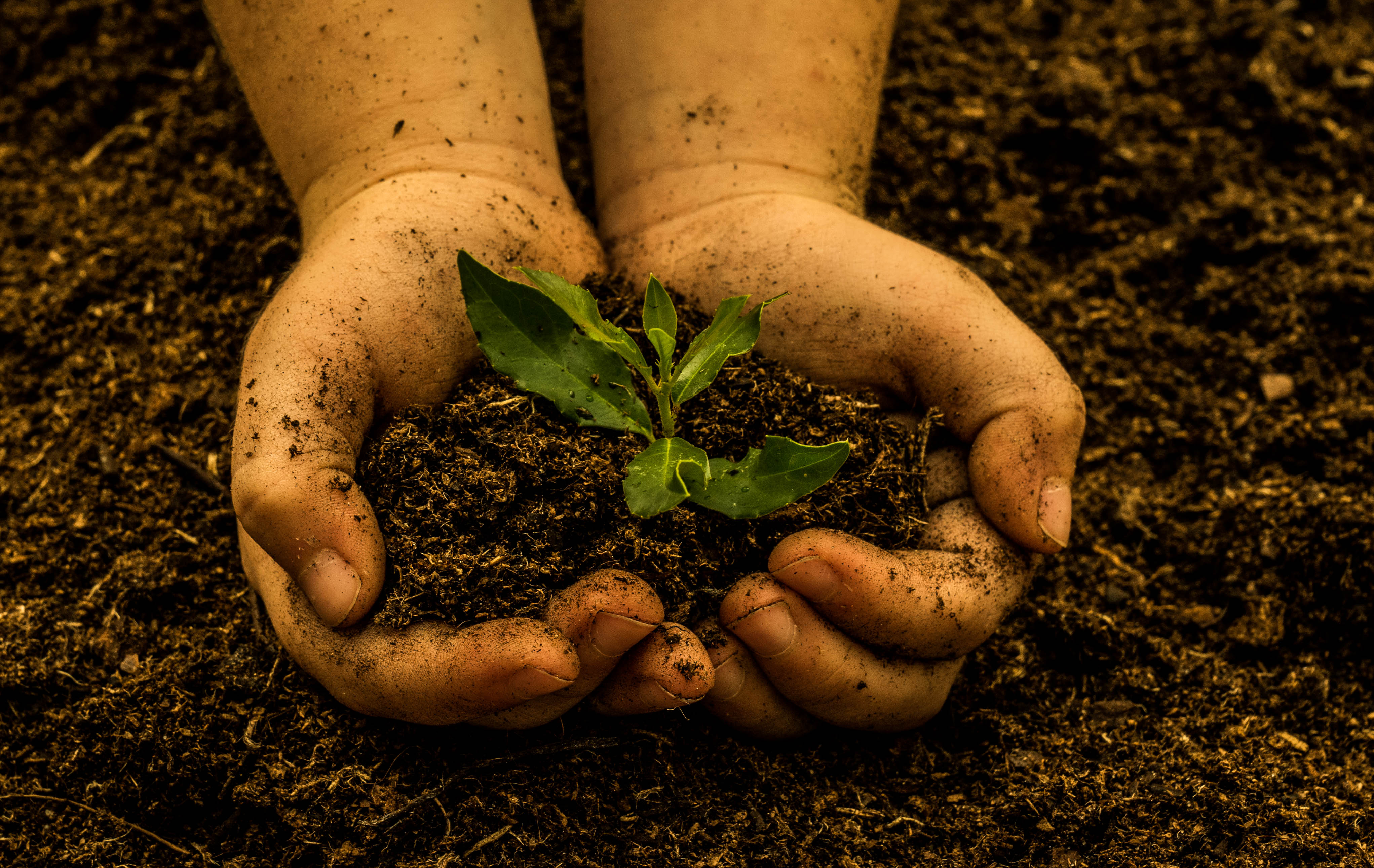 Dos manos sosteniendo tierra y una planta