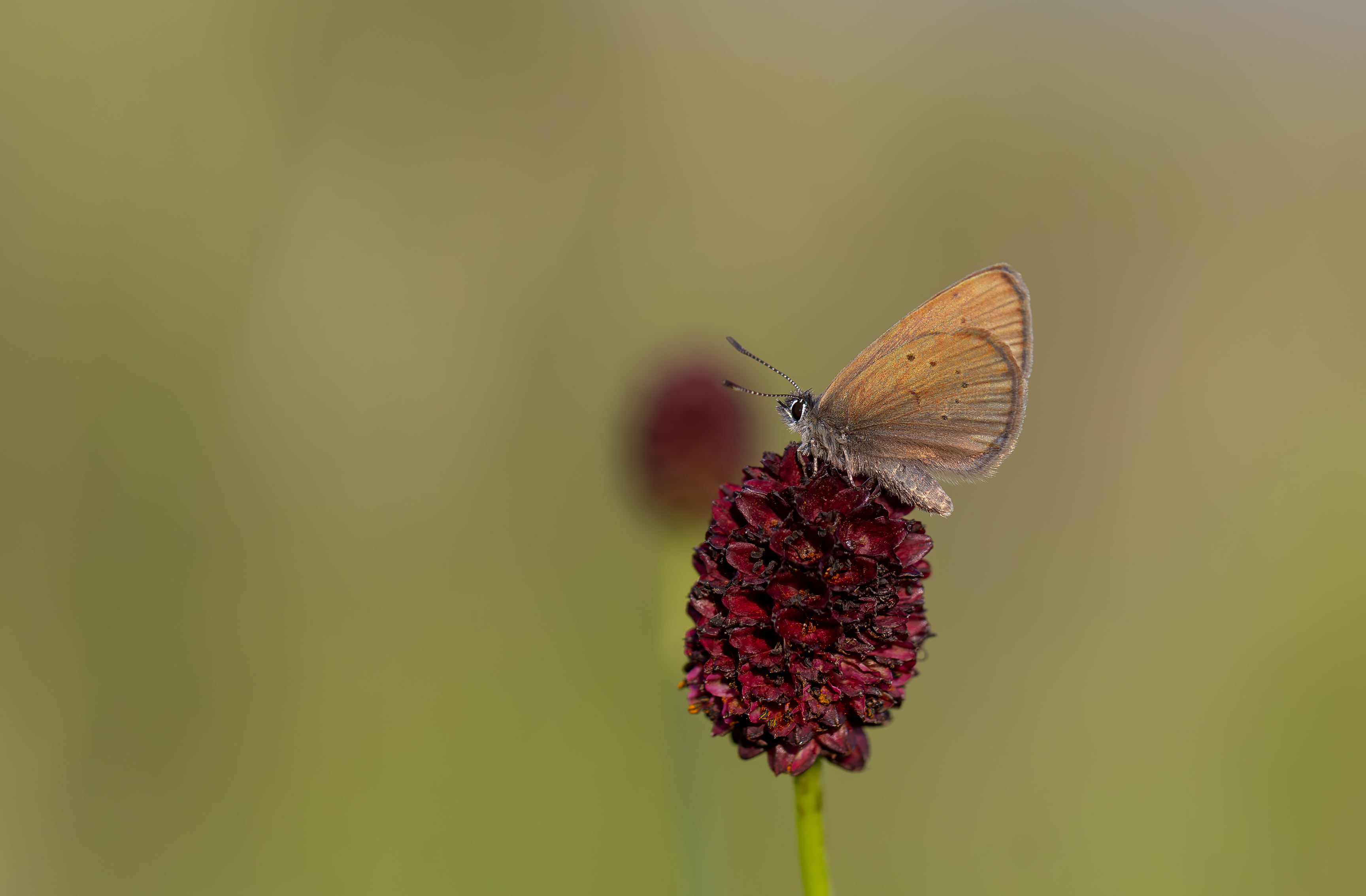 Mariposa hormiguera sobre flor