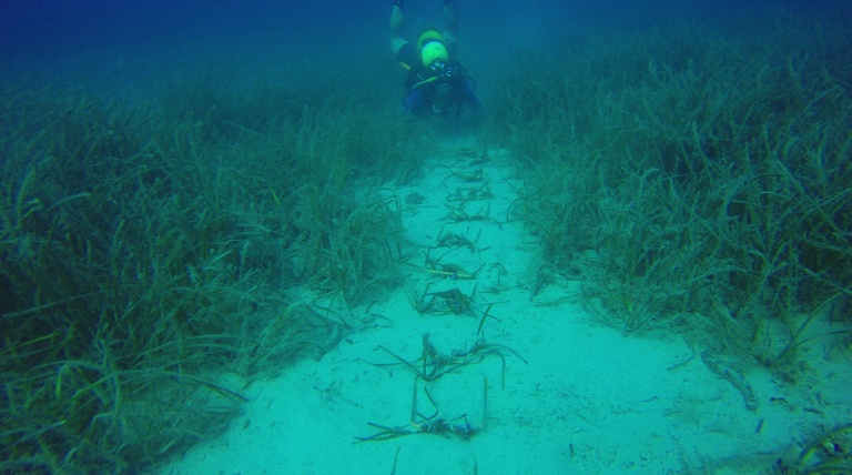 Posidonia oceánica