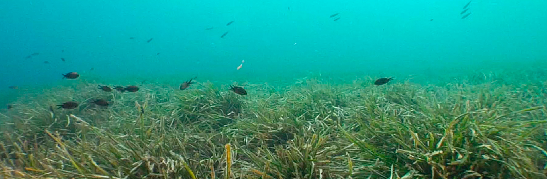 Posidonia oceánica