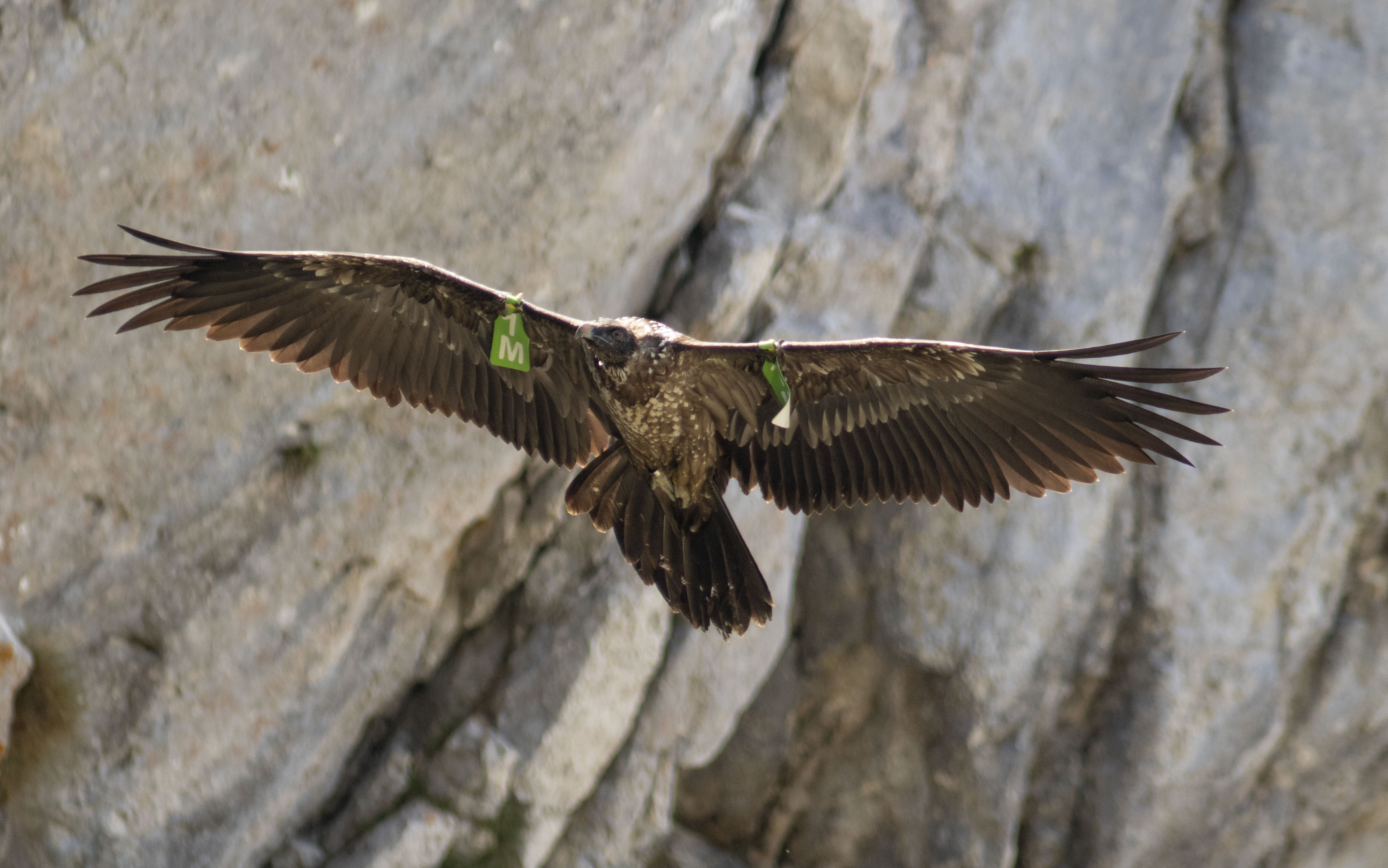 Quebrantahuesos volando