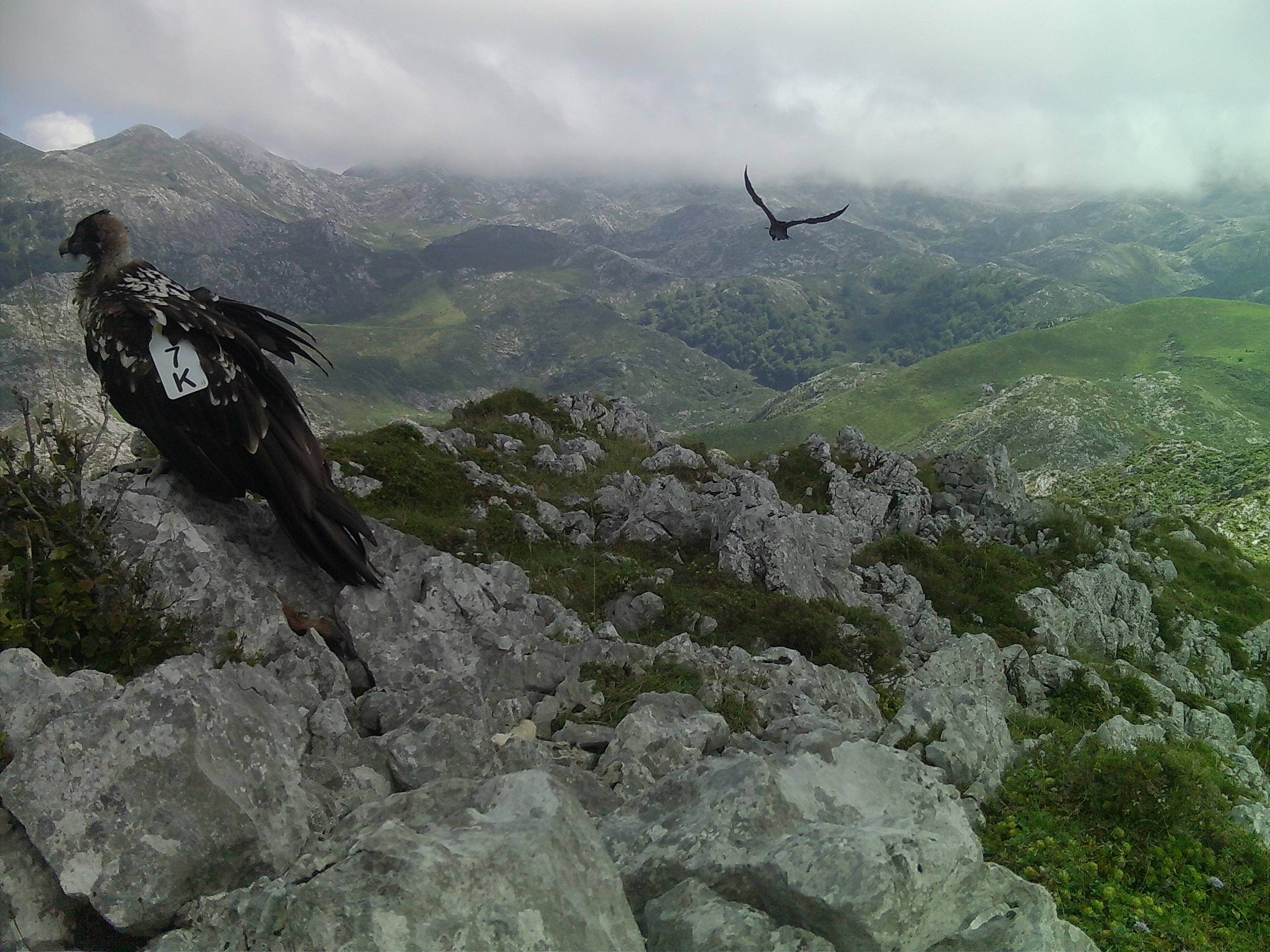 Dos quebrantahuesos: uno volando y otro posado en una piedra