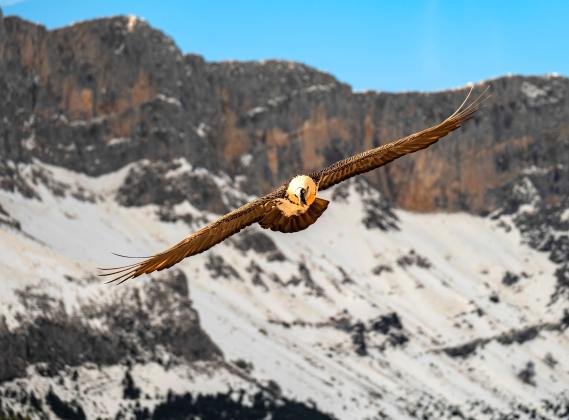 Quebrantahuesos volando